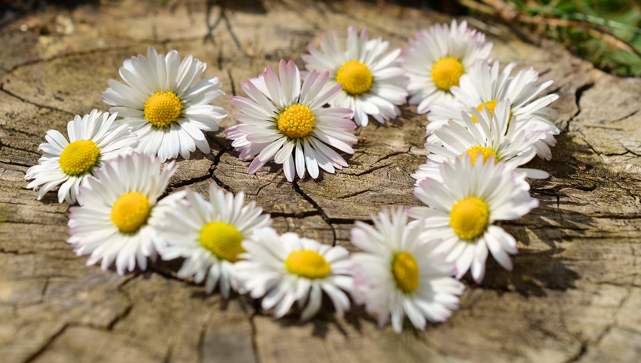 daisy, heart, blossoms, nature, flower heart, spring, heart-shaped, love, garden, white, row